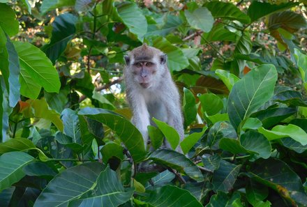 Familienreise Malaysia - Malaysia & Borneo Family & Teens - Affe zwischen Blättern