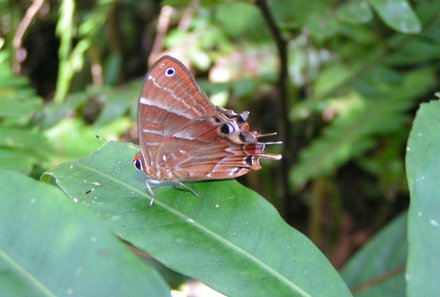 Madagaskar Familienreise - Madagaskar Family & Teens - Schmetterling
