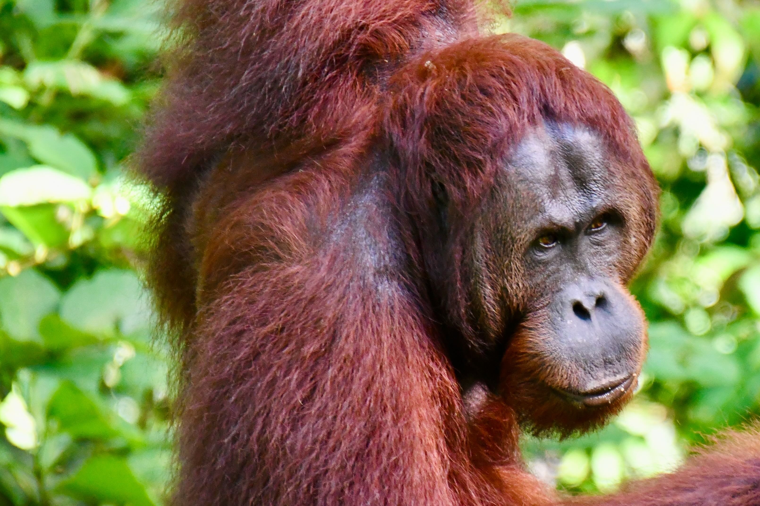 Reiseziele mit Kindern 2025 - Malaysia Family & Teens - Orang-Utan