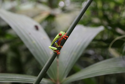 Costa Rica for family Deluxe - Familienreise in Costa Rica - Frosch im Ecocentro Danaus