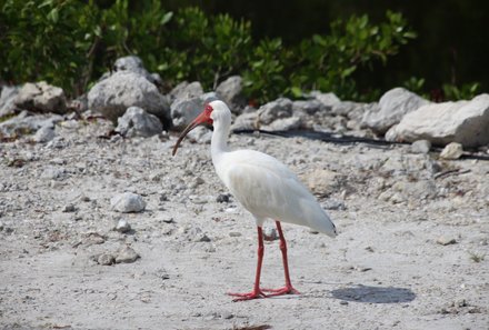 Florida Familienreise - Florida for family - J.N. „Ding” Darling Wildlife Refuge - Schneesichler