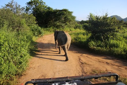 Sri Lanka mit Jugendlichen - Sri Lanka Summer Family & Teens - Jeepsafari im Minneriya Nationalpark - Elefant