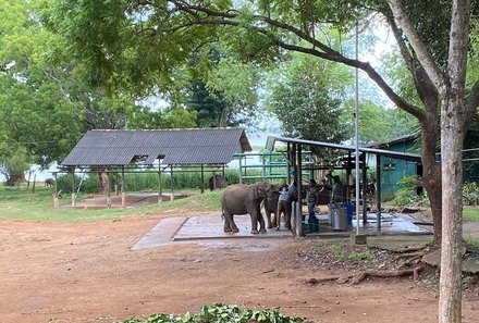 Sri Lanka mit Jugendlichen - Sri Lanka Family & Teens - Elefanten im Elephant Transit Home