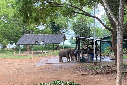 Sri Lanka mit Jugendlichen - Sri Lanka Summer Family & Teens - Elefantenfütterung im Elephant Transit Home