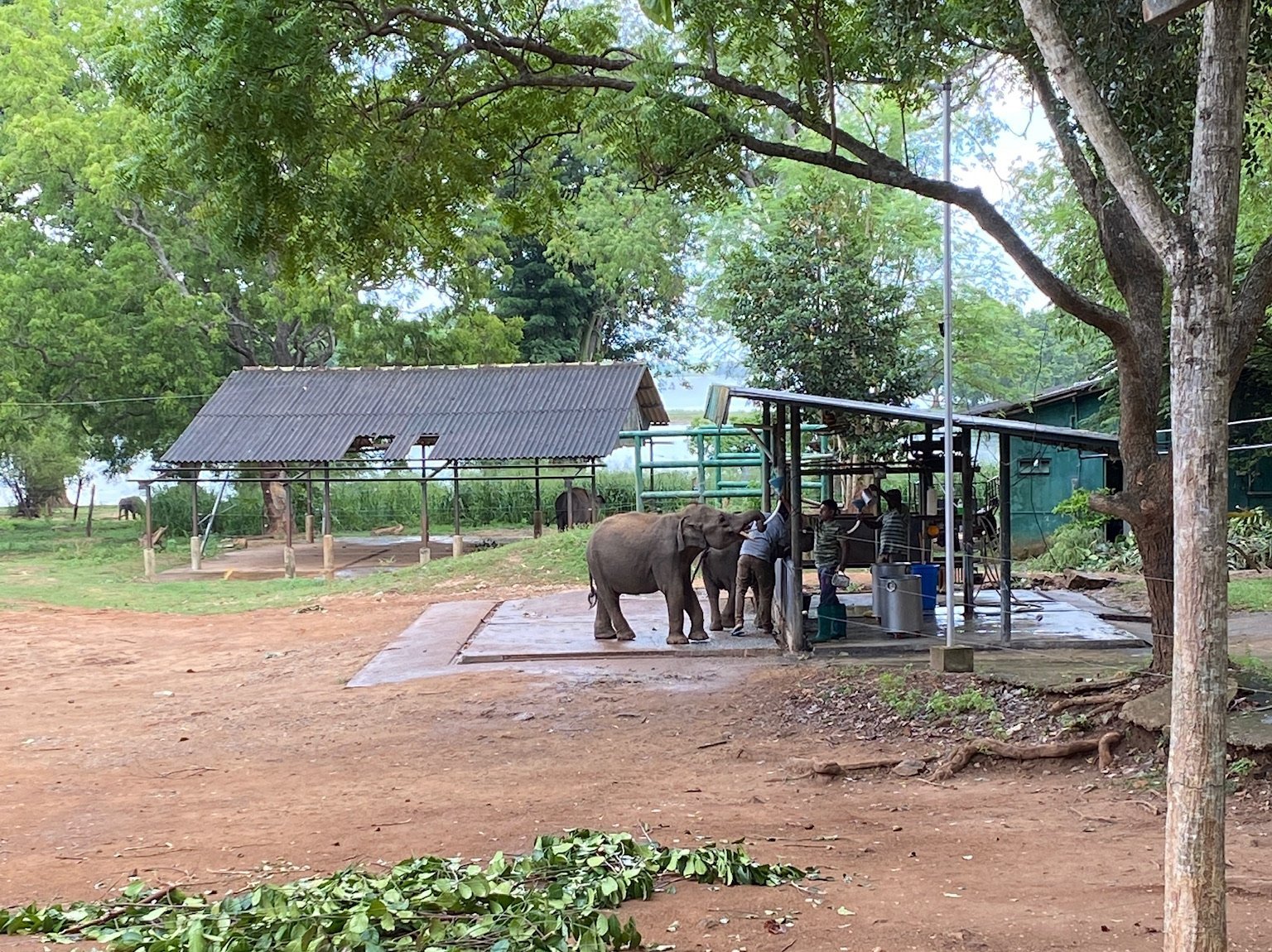 Sri Lanka Reisetipps für Familien - Besuch im Elephant Transit Home