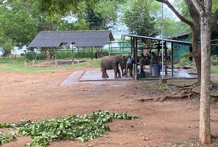 Sri Lanka for family Deluxe - Sri Lanka Individualreise mit Kindern - Elefantenfütterung im Elephant Transit Home