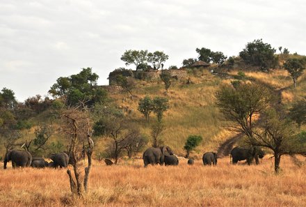 Serengeti mit Kindern individuell - Best of Familiensafari Serengeti - Grumeti Area Elefanten