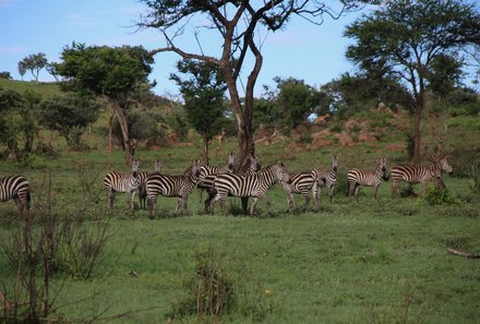 Tansania Familienreise - Tansania Family & Teens - Zebras bei Baum