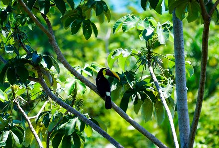 Familienurlaub Costa Rica - Costa Rica Abenteuer Regenwald und Pazifik - Tucan