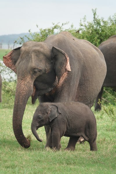 Sri Lanka Summer Family & Teens - Familienreise Sri Lanka - Elefant mit Baby