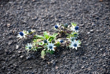 Familienurlaub Costa Rica - Traumhaftes Naturparadies - Flora am Vulkan Irazu