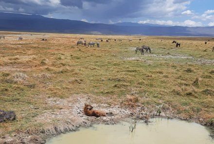 Serengeti mit Kindern individuell - Best of Familiensafari Serengeti - Ngorongoro Krater - Tiere mitten in der Landschaft 