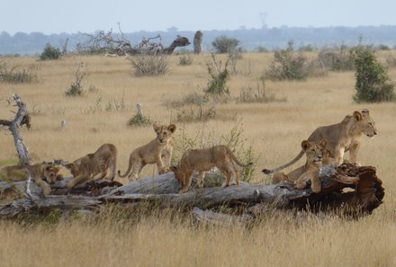 Kenia mit Kindern - Kenia for family deluxe individuell - Löwen