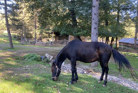 Albanien Familienreise - Albanien for family individuell - Pferd bei Farma Sotira