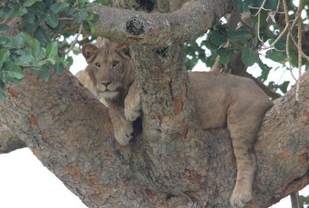 Uganda Familienurlaub - Uganda Family & Teens - Löwe sitzt auf einem Baum