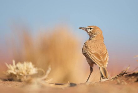 Namibia Deluxe Familienreise individuell - Sossusvlei - Vogel