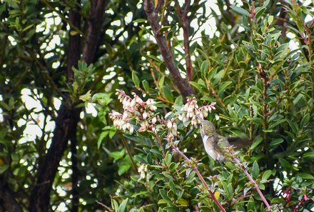 Familienurlaub Costa Rica - Traumhaftes Naturparadies - Vogel 