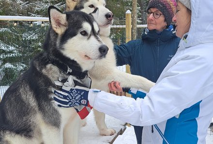 Familienreise Estland - Estland for family Winter - Schlittenhunde