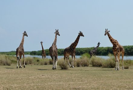 Uganda Familienurlaub - Uganda Family & Teens - Giraffen im Lake Mburo Nationalpark 