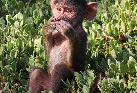 Kenia Familienreise - Kenia for family individuell - Best of Chale Island - Pavian