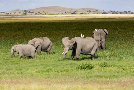 Kenia Familienreise - Kenia for family individuell - Best of Safari & Chale Island - Safari im Amboseli Nationalpark - Elefanten im Sumpf