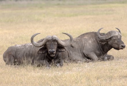 Kenia Familienreise - Kenia Family & Teens - Safari im Amboseli Nationalpark - Büffel