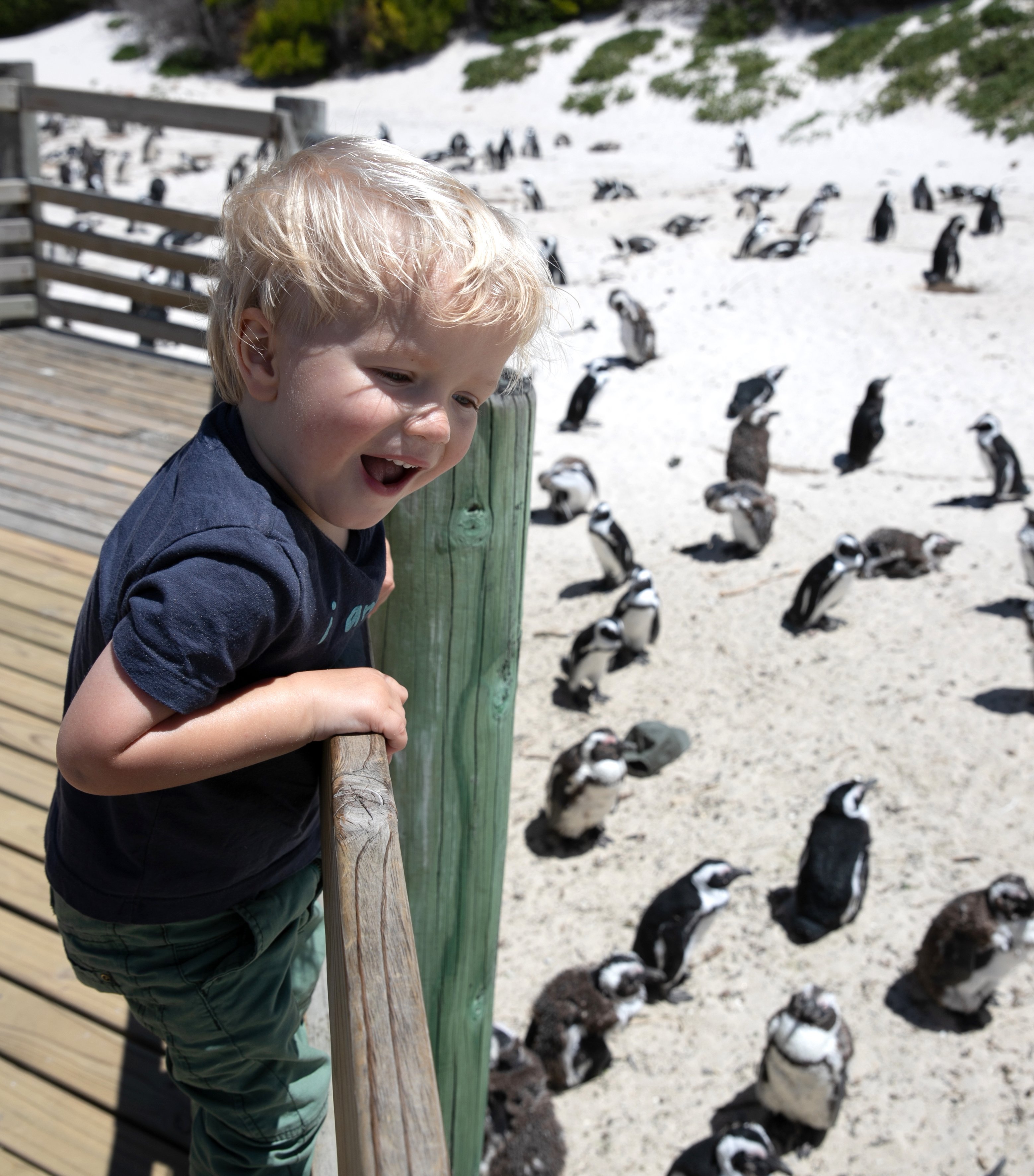 Reiseziele mit Kindern 2025 - Südafrika for family individuell - Kind beobachtet Pinguine