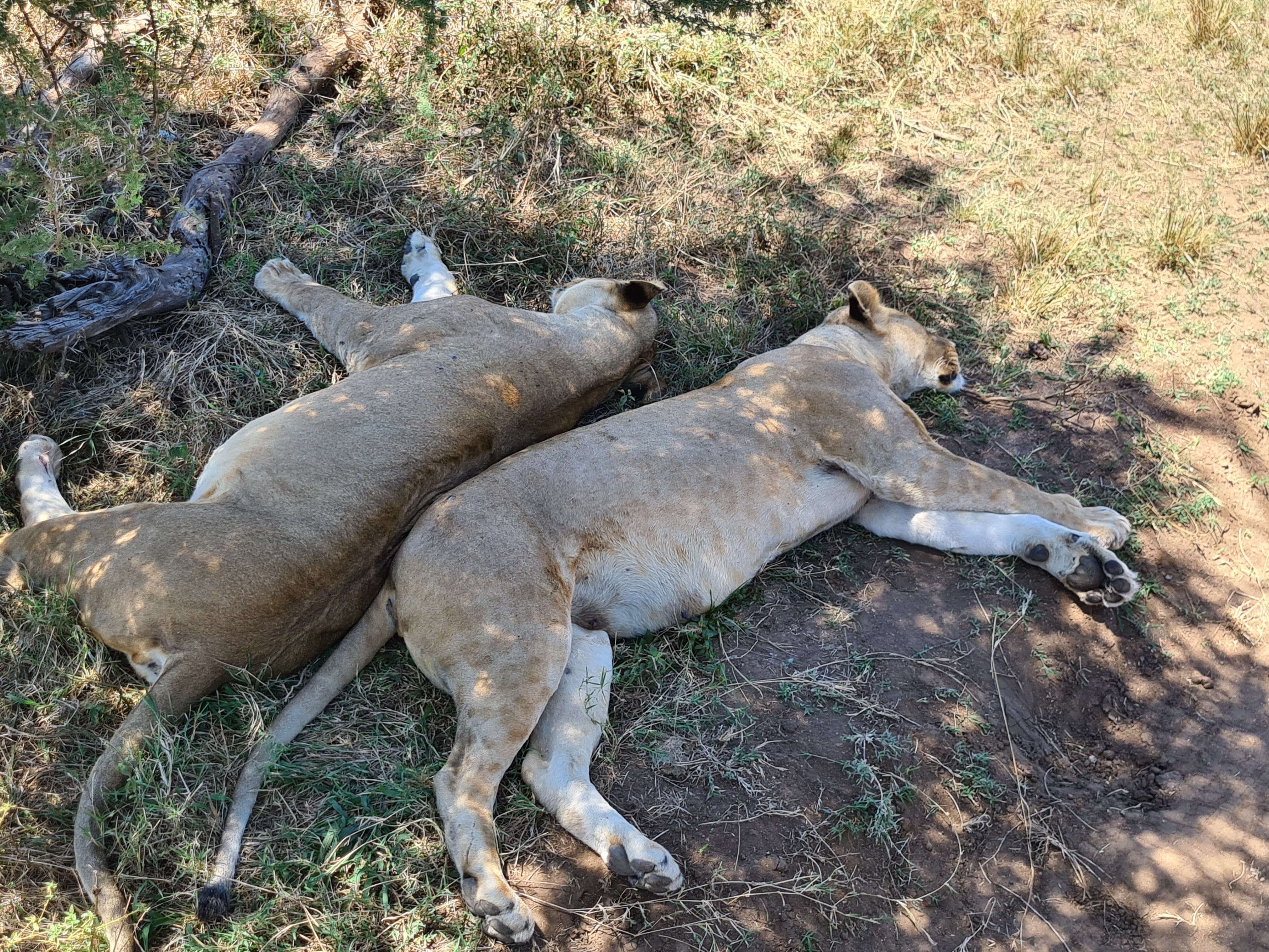 Tansania Familienurlaub - Tansania Familienreise - Safari zu Löwen