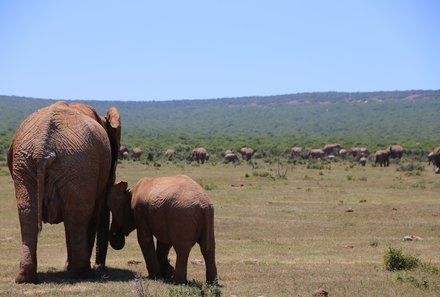 Familienreise Südafrika mit Kindern - Garden Route for family individuell deluxe - Elefanten im Addo Nationalpark 