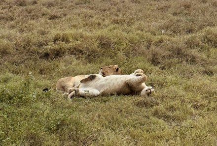 Tansania Familienreise - Tansania Family & Teens - Serengeti Nationalpark - Spielende Löwen