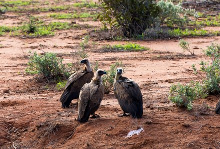 Kenia Familienreise - Kenia for family individuell - Strand & Buschabenteuer - Safari im Tsavo Ost NP - Geier