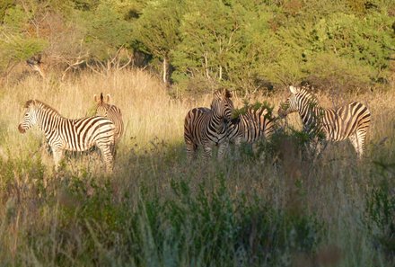 Südafrika Familienreise - Südafrika for family - Hannah Game Lodge - Zebras