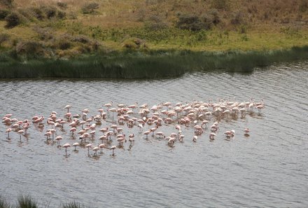 Tansania Familienurlaub - Tansania for family - Flamingos 