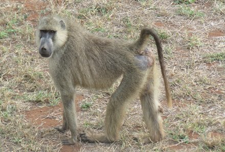 Kenia Familienreise - Kenia for family individuell - Best of Safari & Chale Island - Safari Taita Hills - Pavian