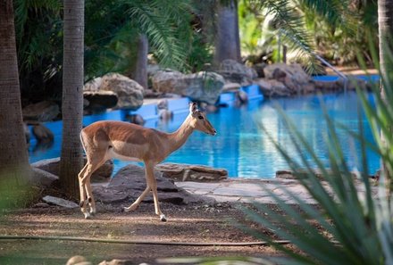 Familienreise Südafrika - Südafrika for family -Maktsui Safari Farm - Impala am Pool