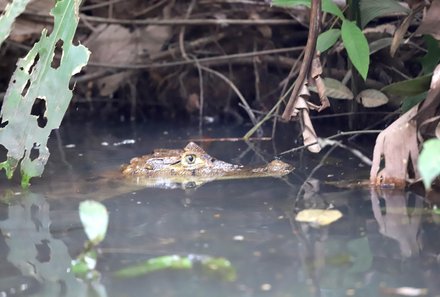 Costa Rica for family Deluxe - Familienreise in Costa Rica - Krokodil im Wasser