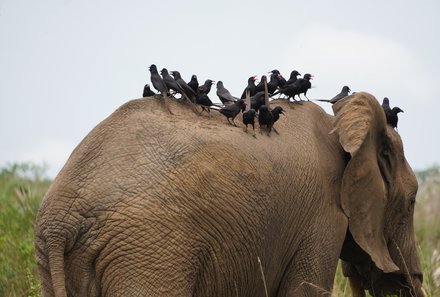 Uganda Familienurlaub - Uganda Family & Teens - Elefant mit Vögeln auf dem Rücken
