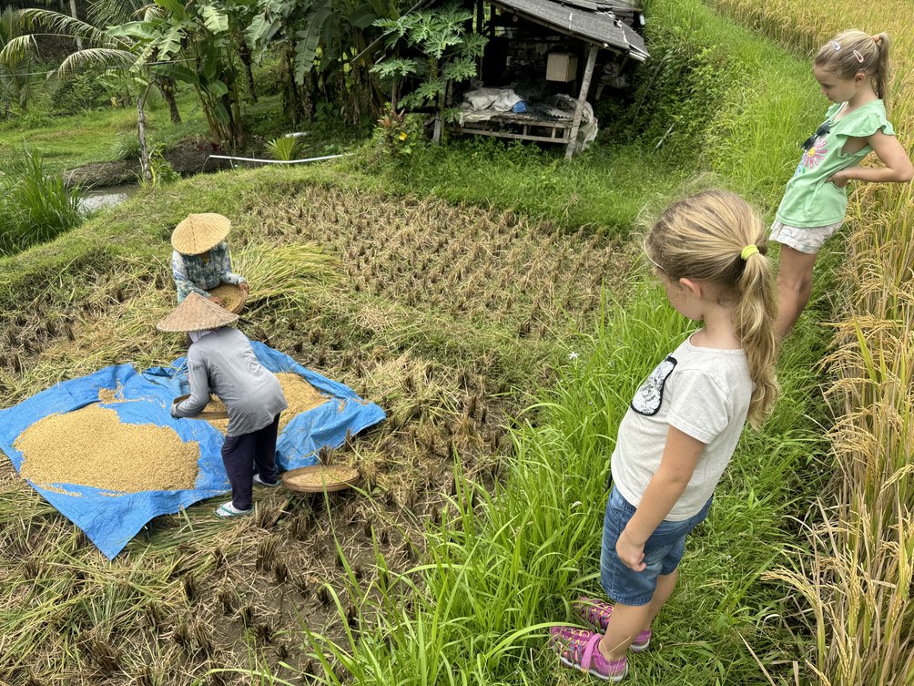 Bali Familienurlaub - Familienreisen Indonesien - Radtour Ubud - Kids am Reisfeld