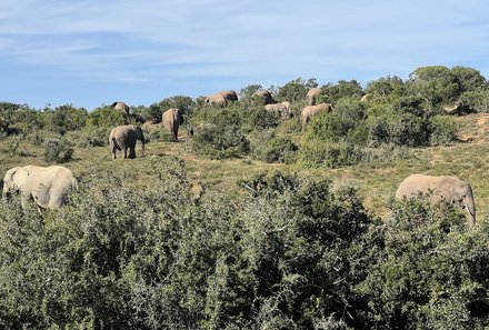 Familienreise Südafrika mit Kindern - Garden Route for family individuell deluxe - Elefanten im Nationalpark