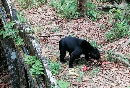 Familienurlaub Malaysia & Borneo - Malaysia & Borneo for family individuell - Malaienbär im Sun Bear Sanctuary