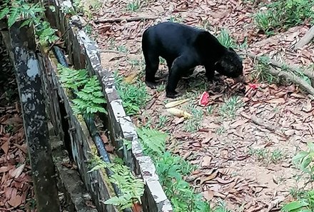 Familienreise Malaysia - Malaysia & Borneo Family & Teens - Sonnenbär im Sun Bear Sanctuary