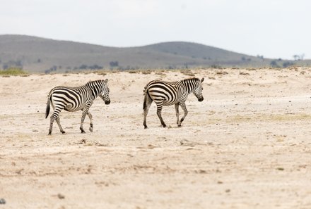 Kenia Familienreise - Kenia for family individuell - Best of Safari & Chale Island - Safari im Amboseli Nationalpark - Zebras