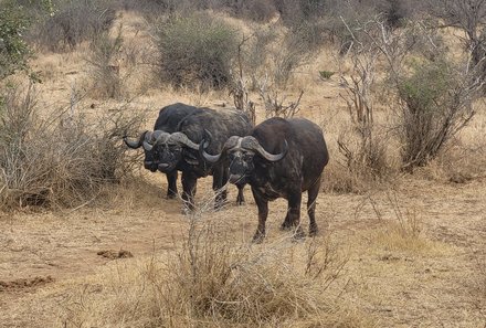 Familienreise Südafrika - Südafrika for family -best of safari - Krüger Nationalpark - Büffel