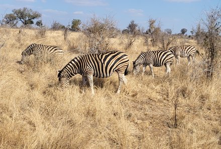 Familienreise Südafrika - Südafrika for family -best of safari - Krüger Nationalpark - Zebras