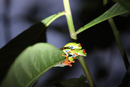 Costa Rica Familienreise - Costa Rica Family & Teens individuell - La Tigra - Frosch bei Nachtspaziergang