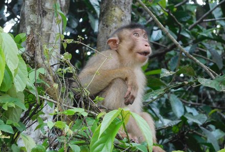 Malaysia mit Kindern - Malaysia Urlaub mit Kindern - Flusssafari Kinabatangan - Affe im Baum