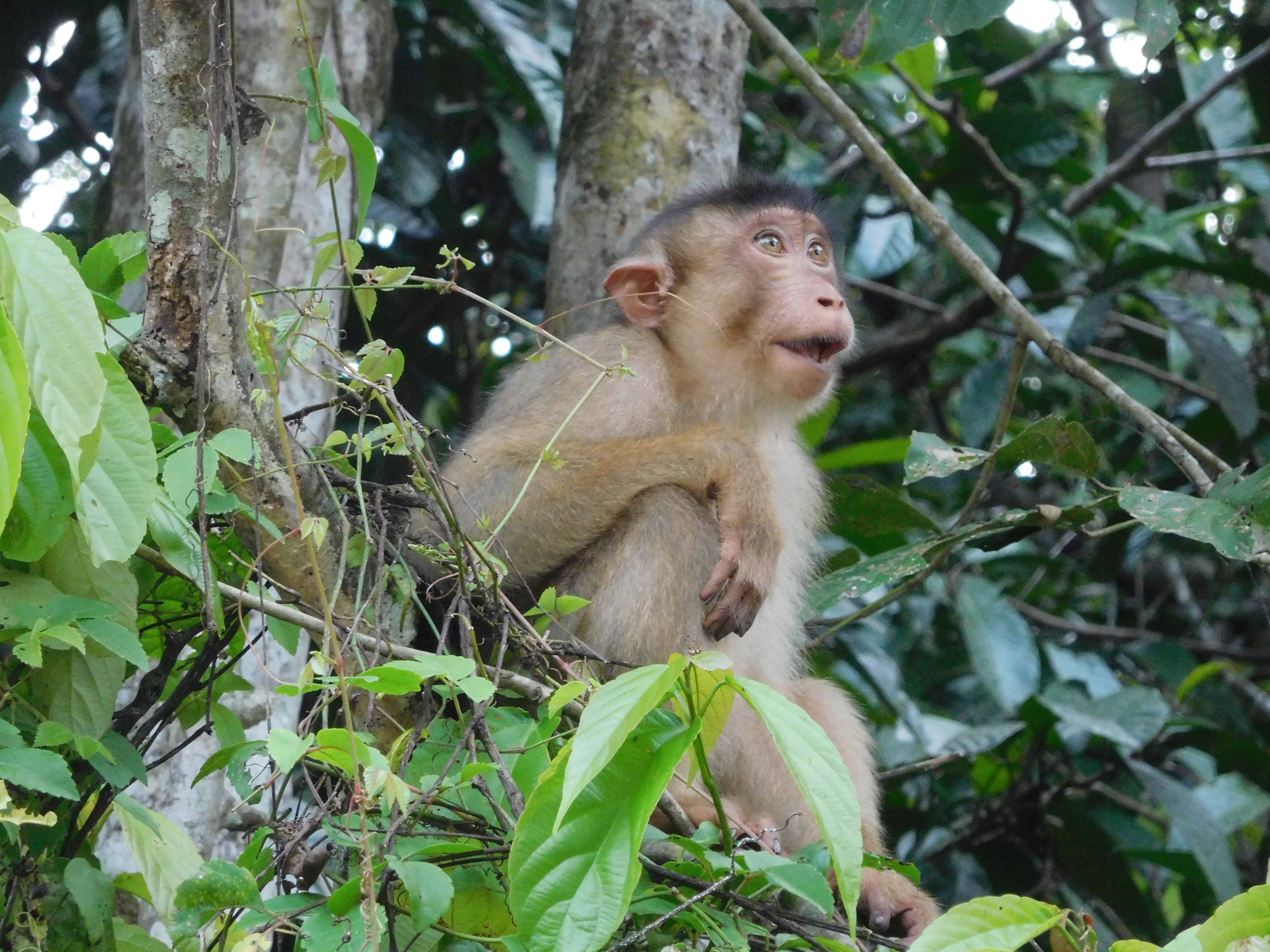 Borneo mit Kindern - Borneo mit Kindern Erfahrungen - Borneo Urlaub mit Kindern - Kinabatangan-Flusssafari - Affe im Baum