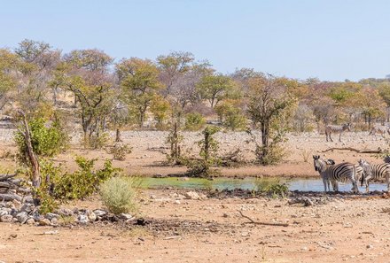 Namibia Deluxe Familienreise - Epacha Game Lodge - Zebras am Wasserloch 