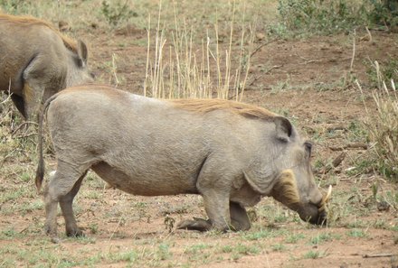 Familienreise Tansania - Tansania for family individuell deluxe - Tiere in der Serengeti