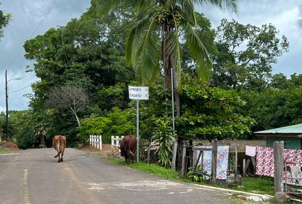 Familienurlaub Costa Rica - Costa Rica Abenteuer Regenwald und Karibik - Santa Elena - Straße